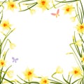 Daffodil frame