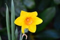 Daffodil in Garden