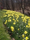 Daffodil Garden