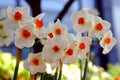 Daffodil Geranium, Narcissi Tazetta Royalty Free Stock Photo