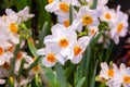 Daffodil, geranium a rare fragrant with beautiful flowers, there is a resounding sweetness