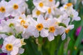 Daffodil, geranium a rare fragrant with beautiful flowers, there is a resounding sweetness that is emitted