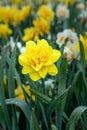 Daffodil Golden Ducat  flowers in spring Royalty Free Stock Photo