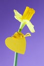 Daffodil with heart Royalty Free Stock Photo