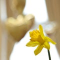 Daffodil and heart balloons