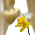 Daffodil and heart balloons Royalty Free Stock Photo