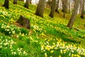 Daffodil hill Royalty Free Stock Photo