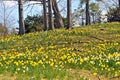 Daffodil HIll Royalty Free Stock Photo