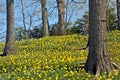 Daffodil HIll Royalty Free Stock Photo