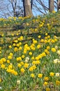 Daffodil HIll Royalty Free Stock Photo