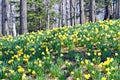 Daffodil HIll Royalty Free Stock Photo