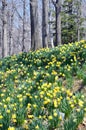 Daffodil HIll Royalty Free Stock Photo