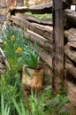 Daffodil Hill in the Spring Royalty Free Stock Photo