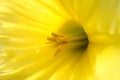 Daffodil inside closeup Royalty Free Stock Photo