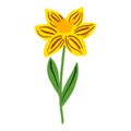 Daffodil isolated on white background. Beautiful hand drawn botanical sketch flower for any purpose