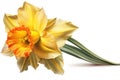 daffodil isolated on white background. Generated by AI