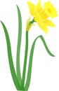 Daffodil-jonquil/eps Royalty Free Stock Photo