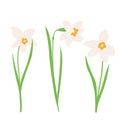 Daffodil or Jonquil spring flowering plant with white flower and leaves. Vector set early spring design elements