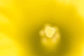 Daffodil macro Royalty Free Stock Photo