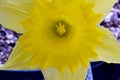 Yellow Petal Daffodil Flower Mandala 01 Royalty Free Stock Photo