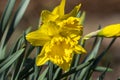 Daffodil `Mando