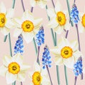 Daffodil and muscari vector seamless background