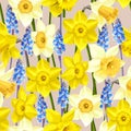 Daffodil and muscari vector seamless background