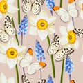 Daffodil and muscari vector seamless background