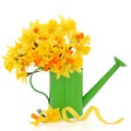 Daffodil and Narcissus Royalty Free Stock Photo