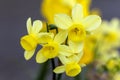 Daffodil narcissus `Angels Whisper`