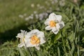 Daffodil Narcissus Barrett Browning flowers.