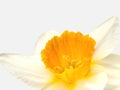 Daffodil, narcissus closeup. Royalty Free Stock Photo