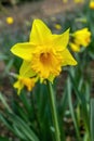 Daffodil narcissus `Cornish Gold` Royalty Free Stock Photo