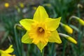 Daffodil narcissus `Cornish Gold` Royalty Free Stock Photo