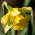 Daffodil (narcissus) \'Early Sensation