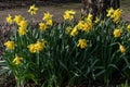 Daffodil narcissus `Early Sensation