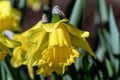 Daffodil (narcissus) \'Early Sensation