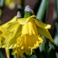 Daffodil (narcissus) \'Early Sensation