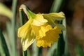 Daffodil (narcissus) \'Early Sensation