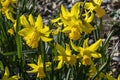 Daffodil narcissus `February Gold`