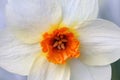 Daffodil / Narcissus Flower in a Closeup Royalty Free Stock Photo