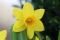 Daffodil / Narcissus Flower in a Closeup Royalty Free Stock Photo