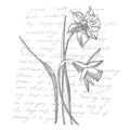 Daffodil or Narcissus flower drawings. Collection of hand drawn black and white daffodil. Hand Drawn Botanical