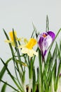 Daffodil or narcissus flowers with crocus flower on a white background.