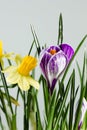 Daffodil or narcissus flowers with crocus flower on a white background.