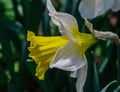 Daffodil Narcissus `Jack Snipe`, Narcissus Jack Snipe, Cyclamen daffodil