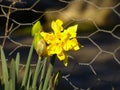 Daffodil narcissus jonquil