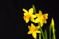 Daffodil Royalty Free Stock Photo