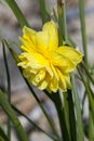 Daffodil narcissus `Pencrebar`