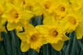 Daffodil, Narcissus pseudonarcissus